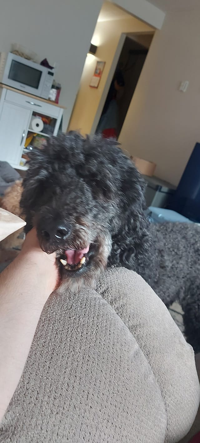 A black standard poodle happily rubs her face against the photographer's hand